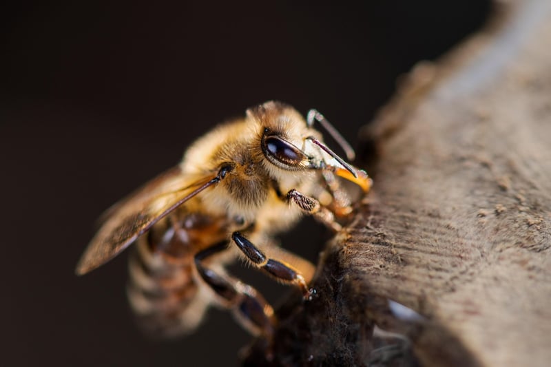 Honeybee Dance